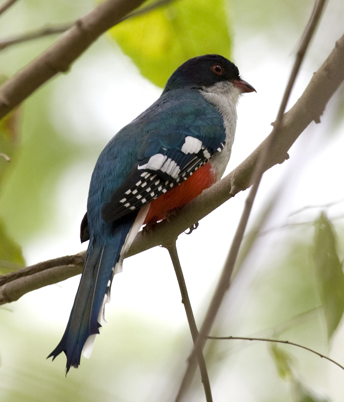 What Is the National Bird of Cuba? Meaning and Facts