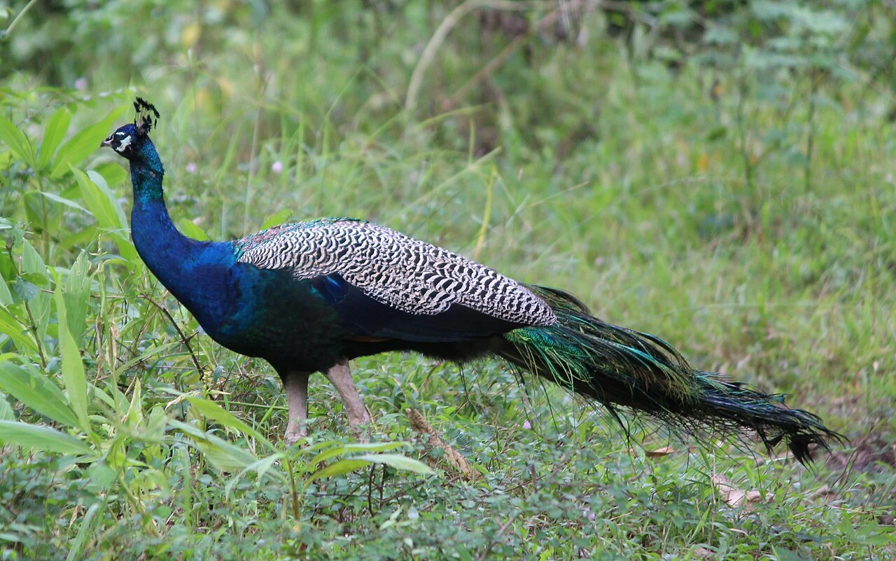 Country Whose National Bird Is the Peacock: Answer and History