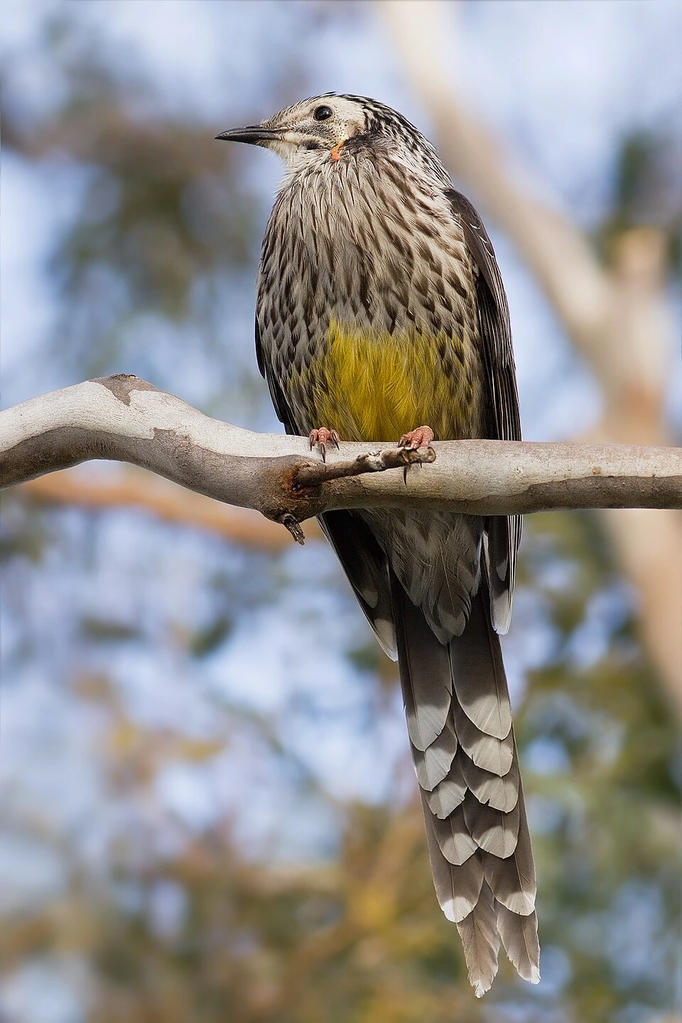 What Is the Bird Emblem of Tasmania? Meaning and History