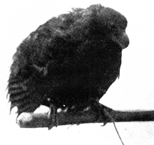 Pigeon Is the National Bird of Which Country