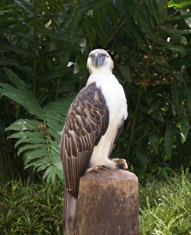 What Is the National Bird of the Philippines