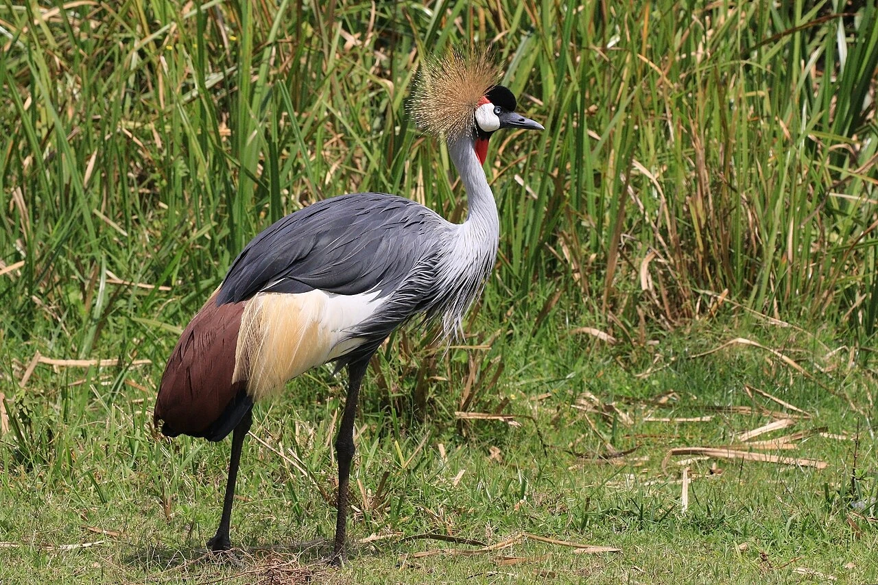 What Bird Is on the Uganda Flag and Its Meaning