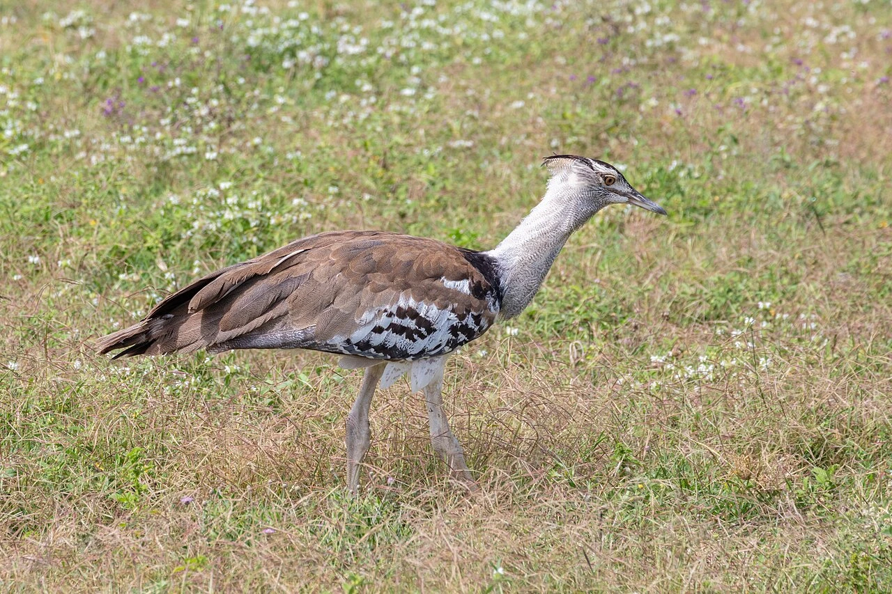What Is the National Bird of Botswana? Bird ID, Meaning