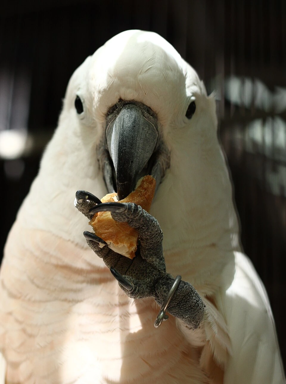 A close-up photo of a white cockatoo holding food in its beak