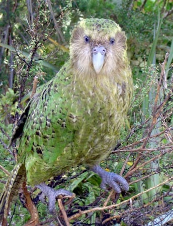 What Is the National Bird of New Zealand? Species, Facts