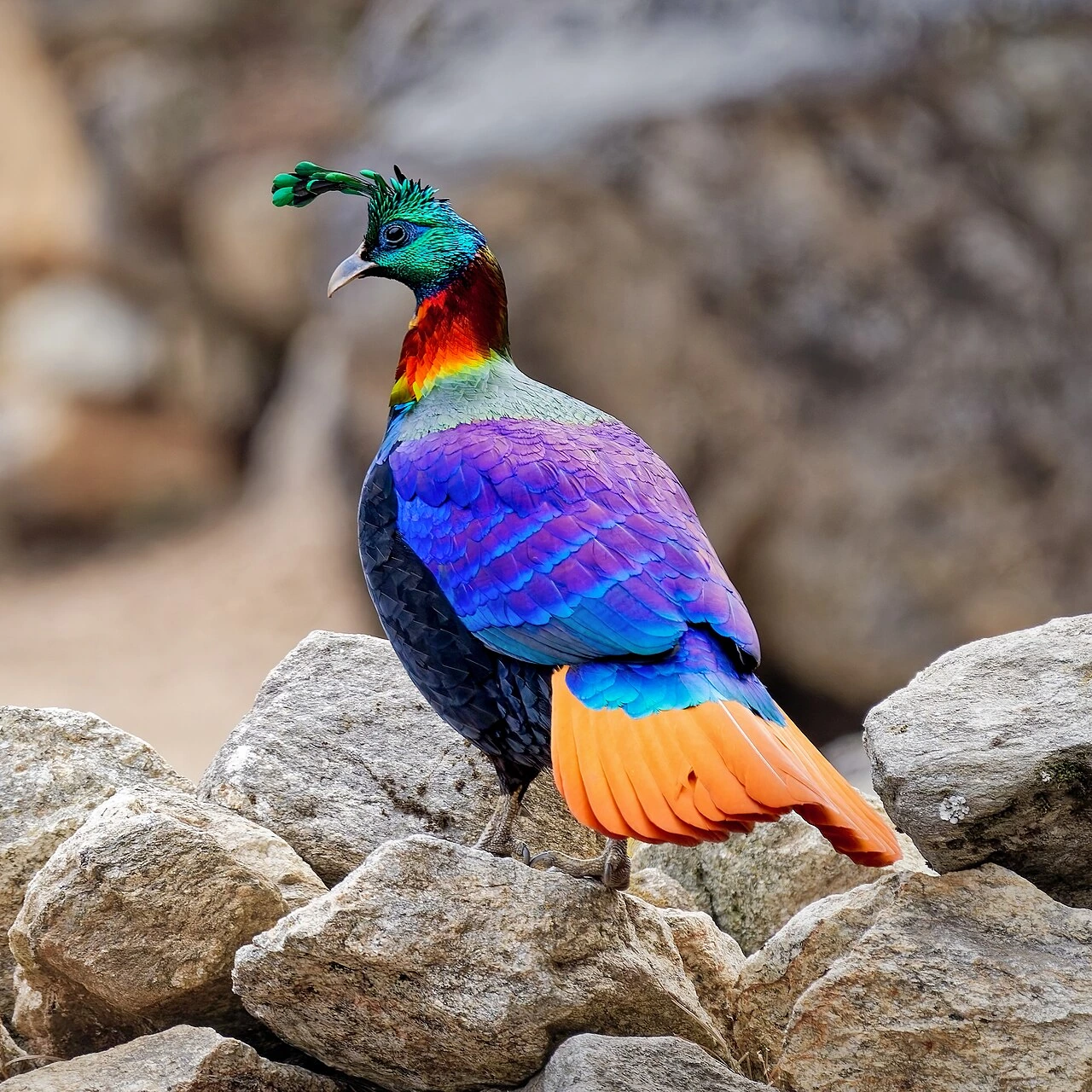 A Himalayan monal perched on rocks, showing its vivid iridescent plumage and orange tail feathers.