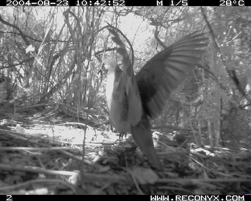 What Is the Name of Grenada National Bird? Facts