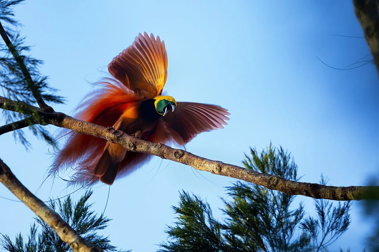 What Is the Bird on the PNG Flag? Identify the Symbol
