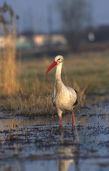 White stork is the national bird of which country?