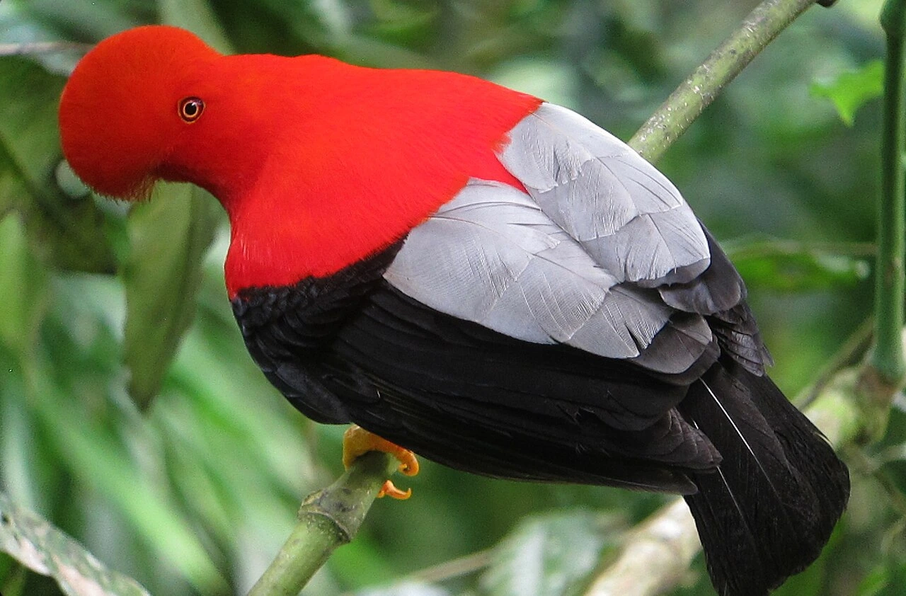 What Is Peru’s National Bird and What It Looks Like