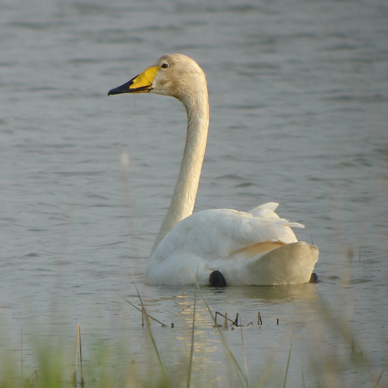 What Is the National Bird of Finland? Facts and Meaning