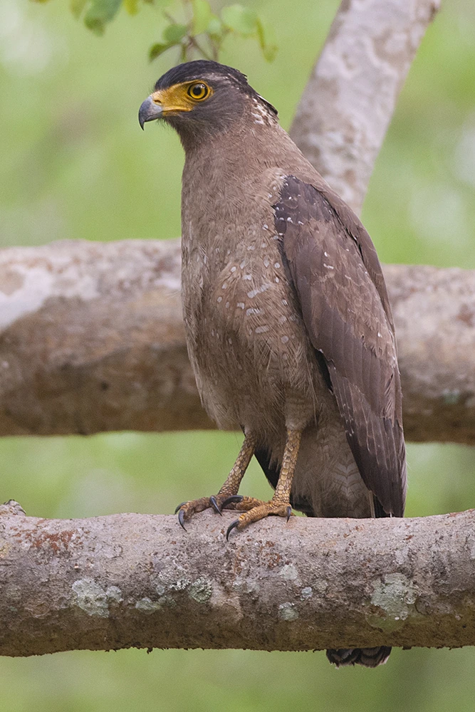 What Is the National Bird of Singapore? Meaning and History