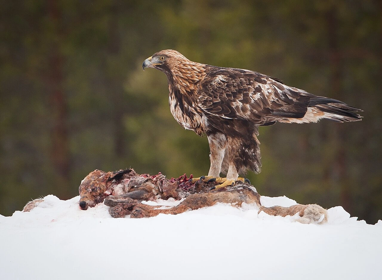 What Is the National Bird of Albania? Meaning and Facts