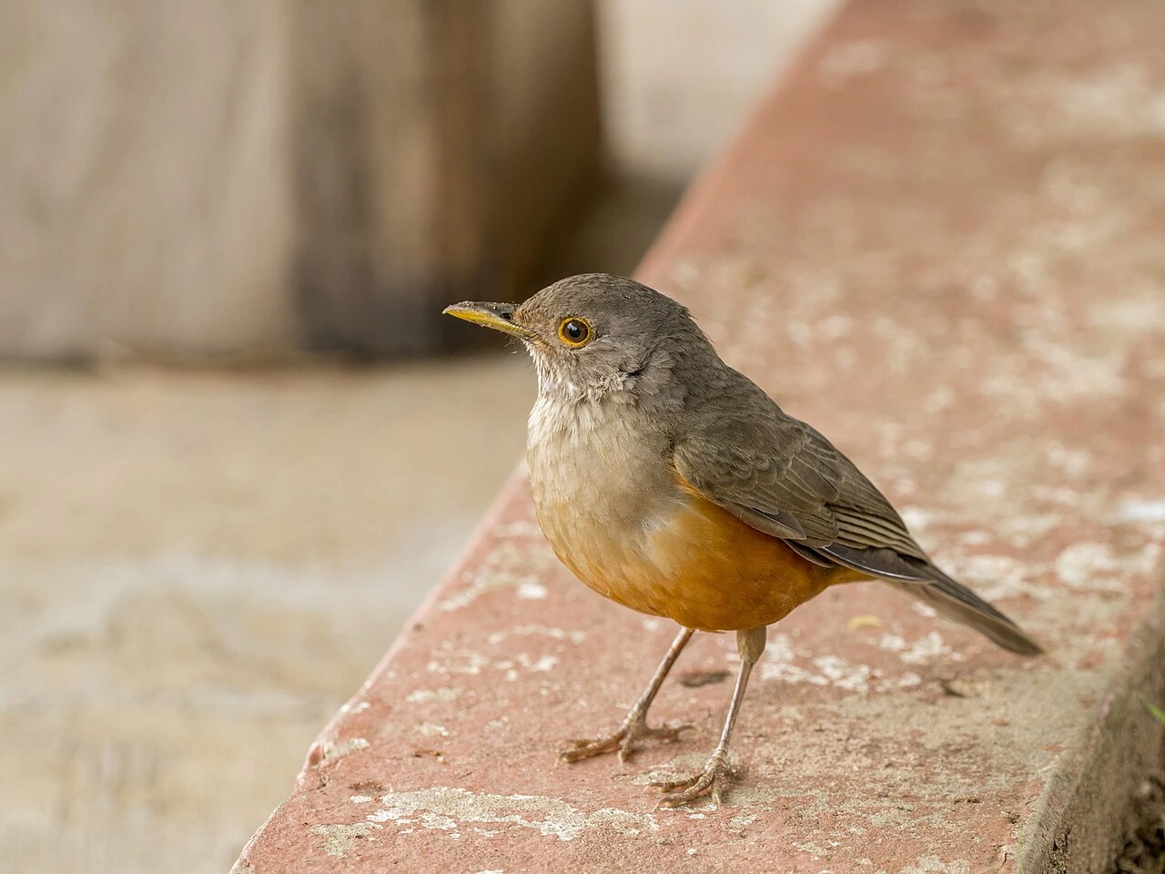 What Is Brazil’s National Bird? Meaning and Facts