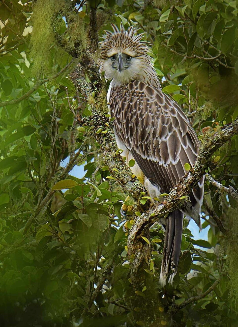 Why the Philippine Eagle Is Our National Bird and What It Symbolizes