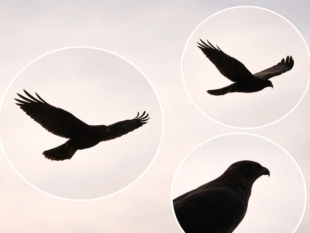Close-up view of a hawk in flight showing broad rounded wings, forward posture, and head/neck silhouette.