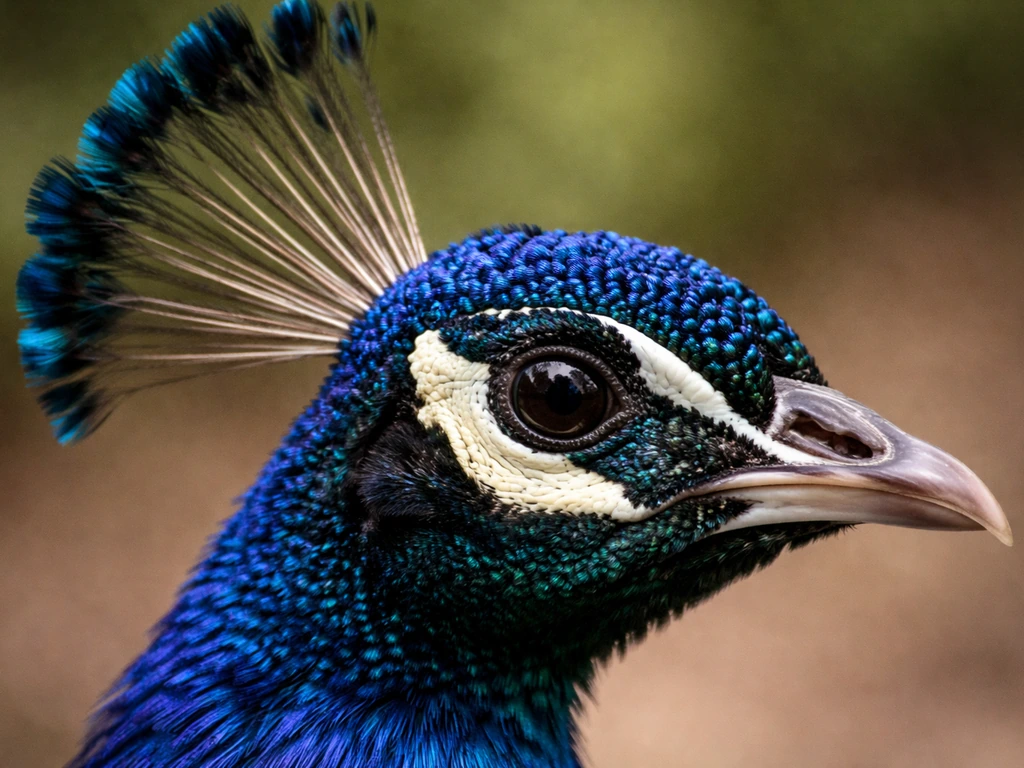 Close-up of a peacock head showing eye, white facial patch, and beak with delicate crest feathers and metallic highlight